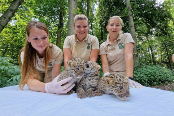 Észak-kínai leopárd hármasikrek születtek