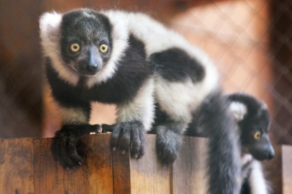 Kipusztulás szélén álló állatok születtek