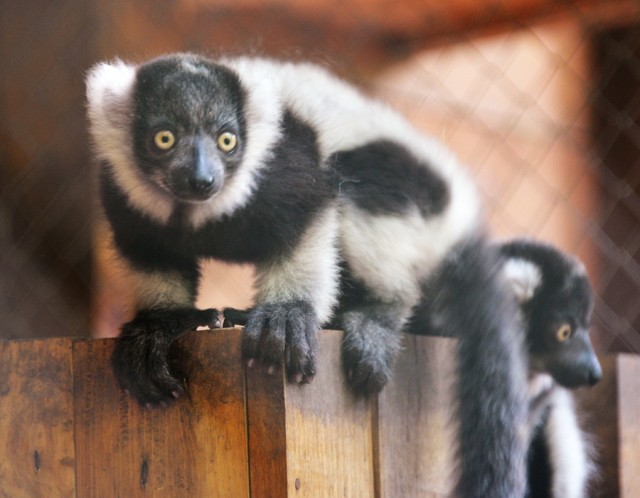 Kipusztulás szélén álló állatok születtek