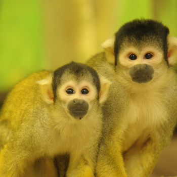Bolíviai mókusmajom