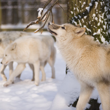 Kanadai fehérfarkas