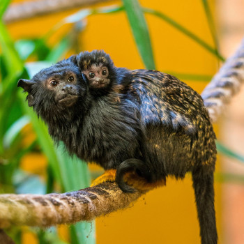 Aranykezű tamarin