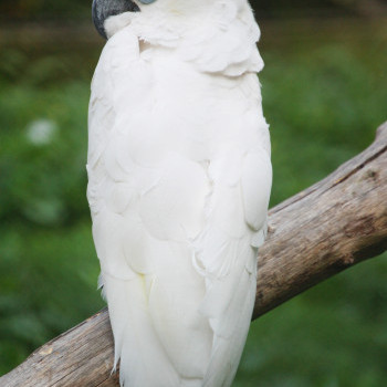 Sárgabóbitás kakadu