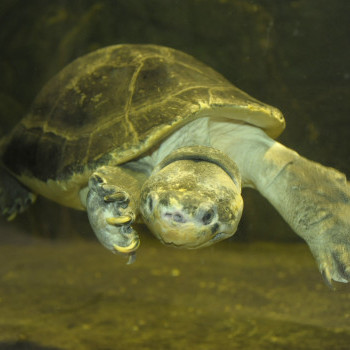 Borneói folyamiteknős