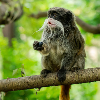 Császárbajszú tamarin