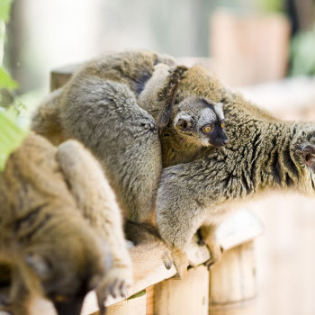 Sárgaszakállas maki